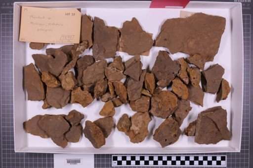 mixed taxa, stratigraphic collection