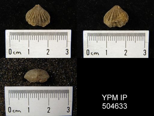 undet. Rhynchonellida