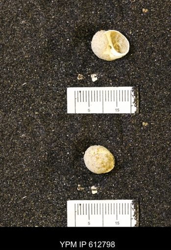 Vanikoropsis sp.