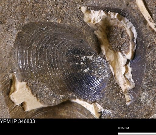 Limopsis striatopunctatus