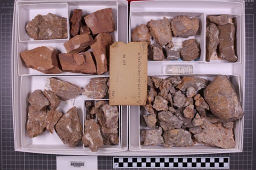 mixed taxa, stratigraphic collection