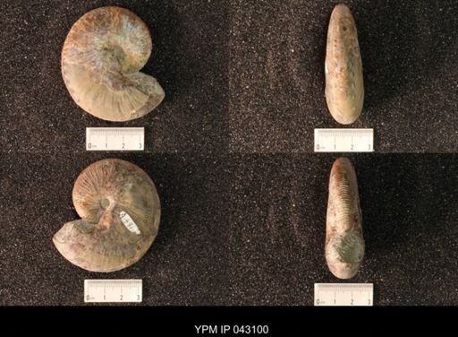Hoploscaphites nicolletii