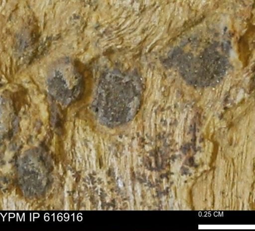 Teredo sp.