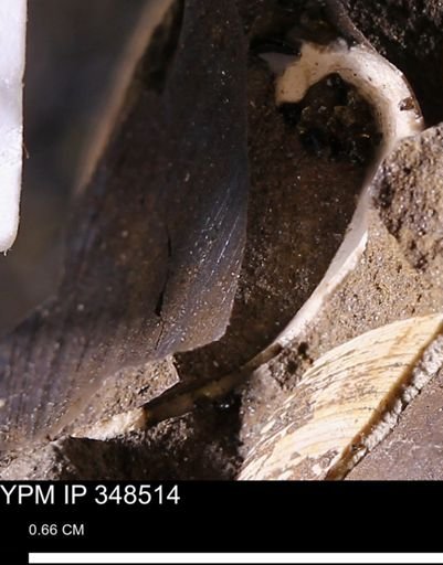 Limopsis striatopunctatus