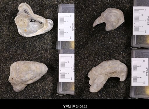 Gryphaea marcoui