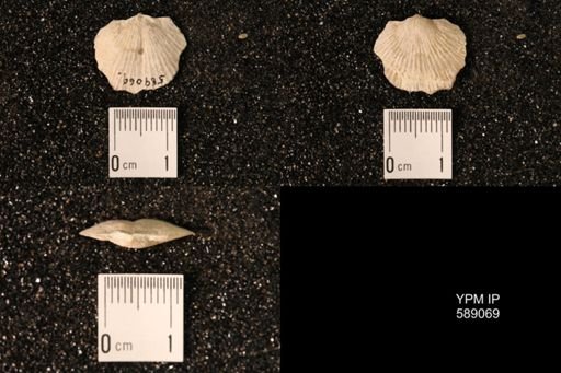 Dinorthis subquadrata