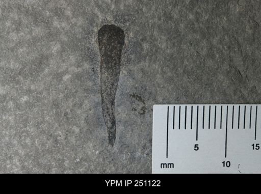 Cooksonia sp.