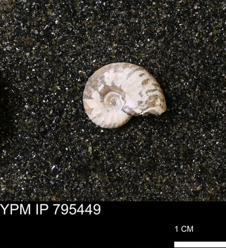 undet. Scaphitidae