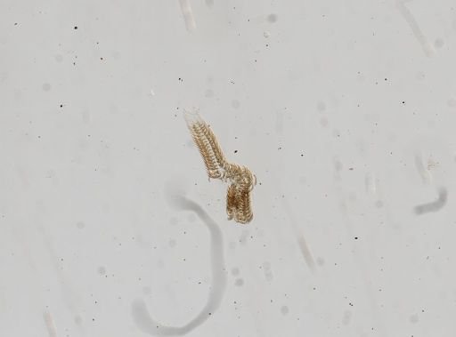 Campeloma nolani