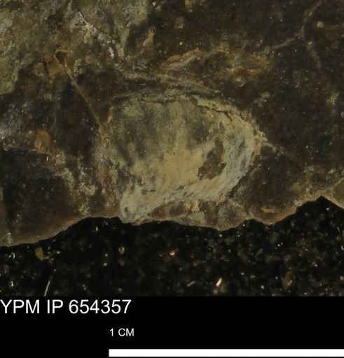 undet. Mollusca