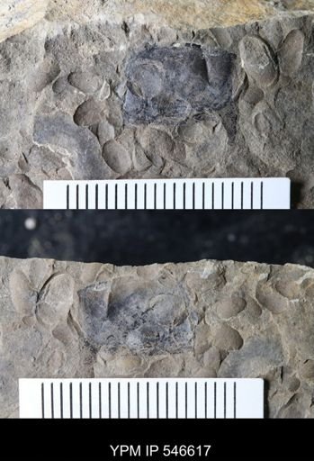 undet. Eurypterida