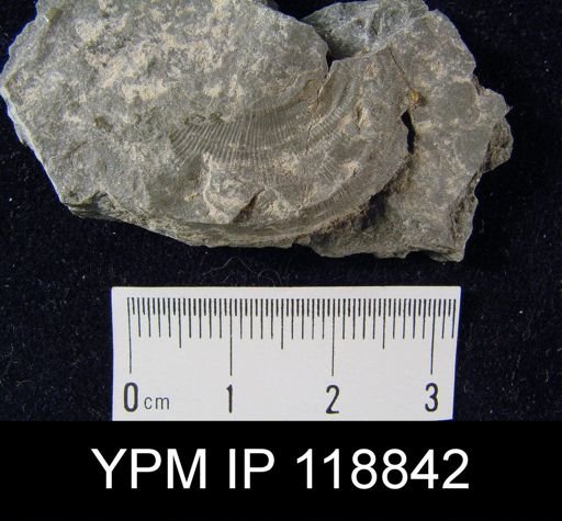 Leptaena rhomboidalis