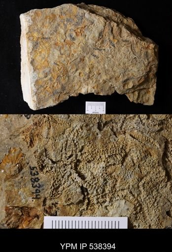 undet. Stelleroidea