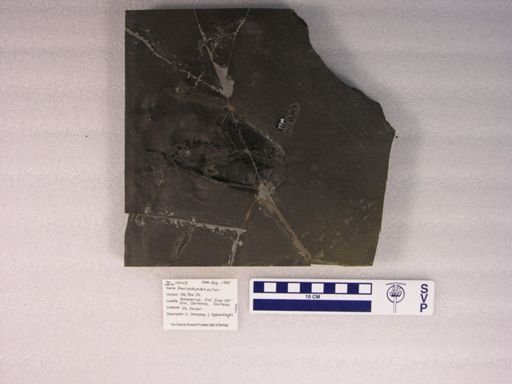 Pterichthyodes milleri