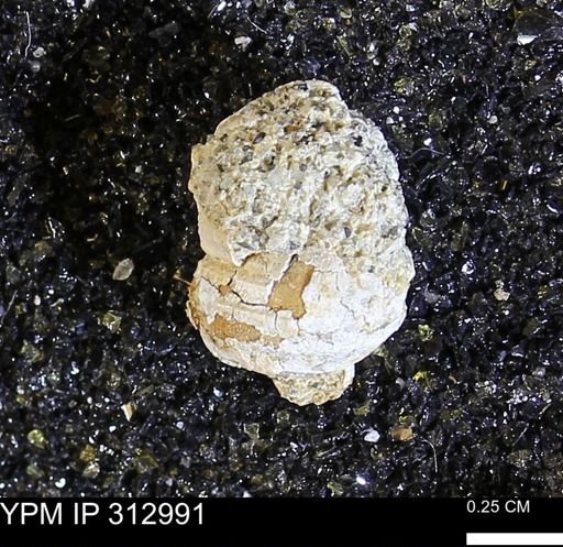 Graphidula sp.