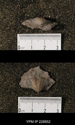 Neospirifer triplicatus
