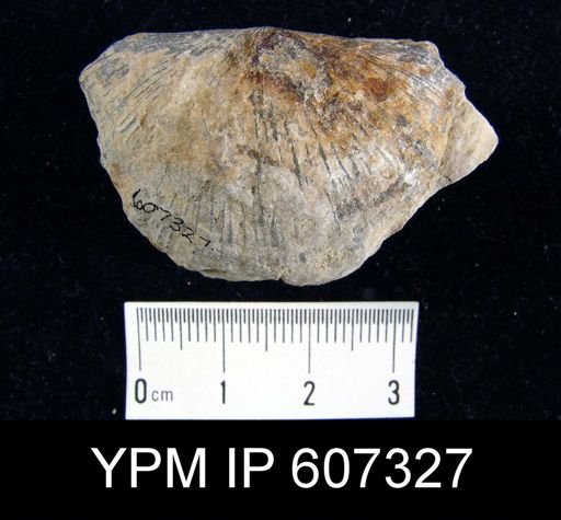 undet. Brachiopoda