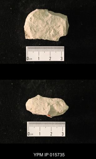 Pycnoblattina compacta