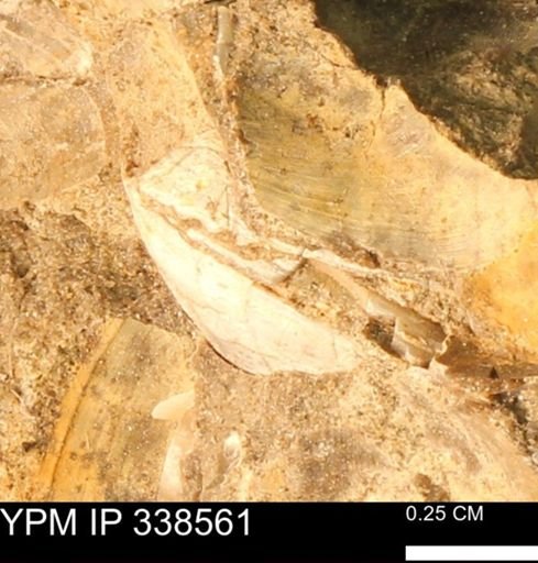 Protocardia subquadrata