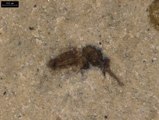taxon undetermined