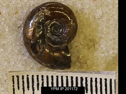 Hoploscaphites comprimus
