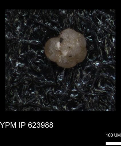 undet. Foraminiferida