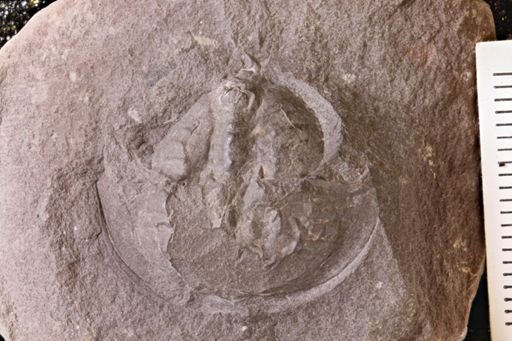 Euproops danae