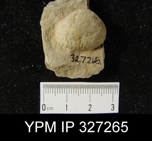 Productella sp.