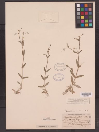 Cerastium nutans