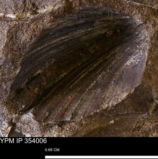 undet. Bivalvia