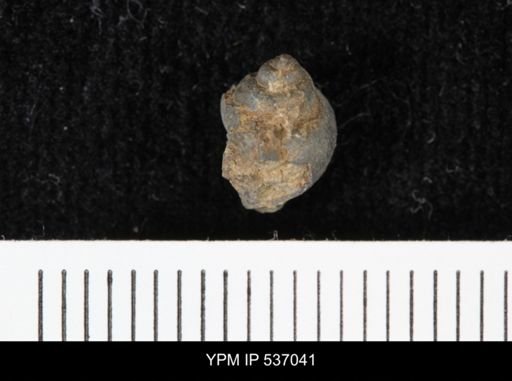 Viviparus montanaensis