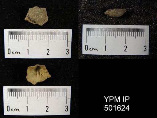 Marginifera muricata?