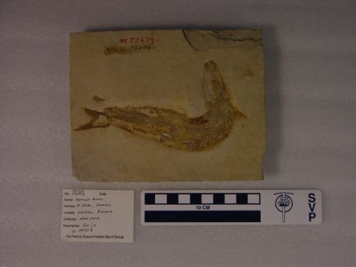 Leptolepis dubius