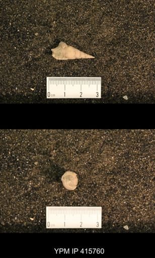 Meekospira choctawensis