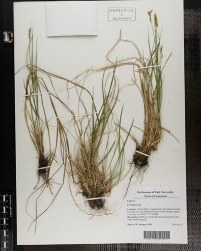 Carex