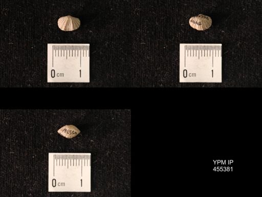 Platystrophia dentata