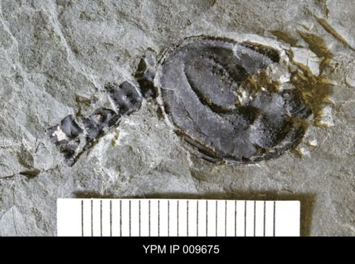 Echinocaris socialis