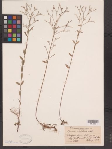 Linum striatum