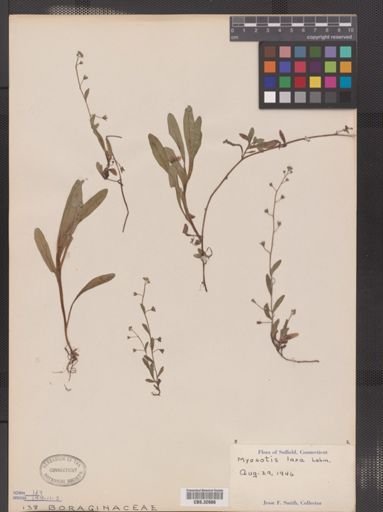 Myosotis laxa