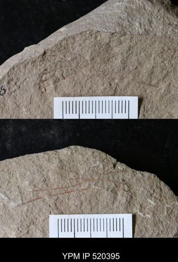 undet. Graptolithina