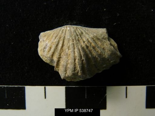 Platystrophia sp.