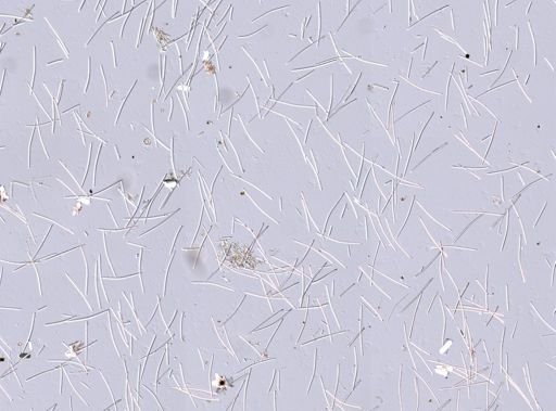 Siphonodictyon coralliphagum