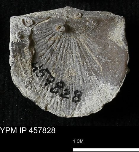 Strophodonta sp.