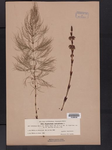 Equisetum sylvaticum