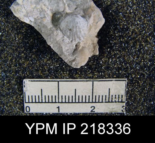 Cancrinella sp.