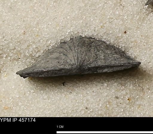 Stropheodonta erratica solidicosta