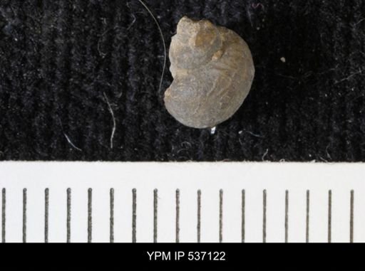 Viviparus montanaensis