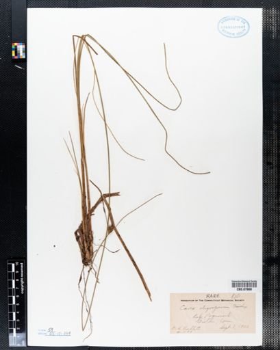 Carex oligosperma