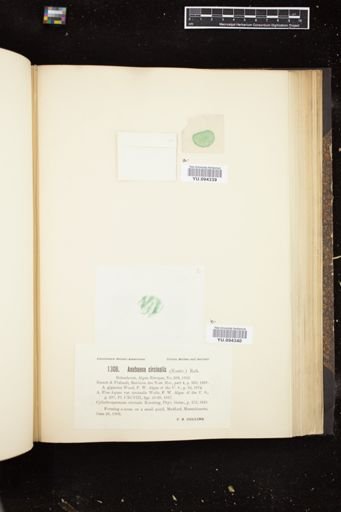 Anabaena circinalis