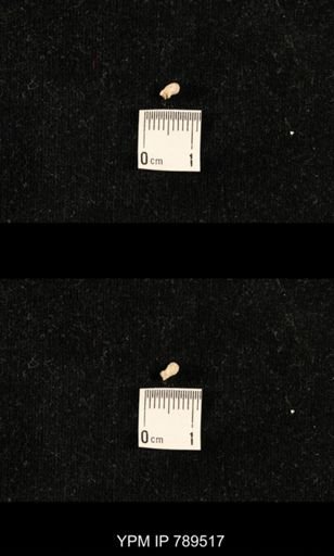 undet. Bryozoa